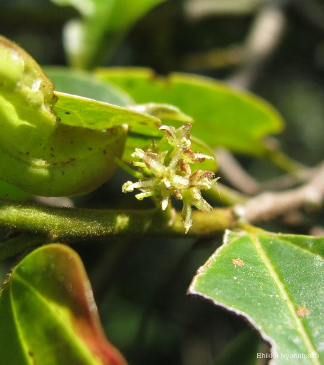 Celtis philippensis Blanco